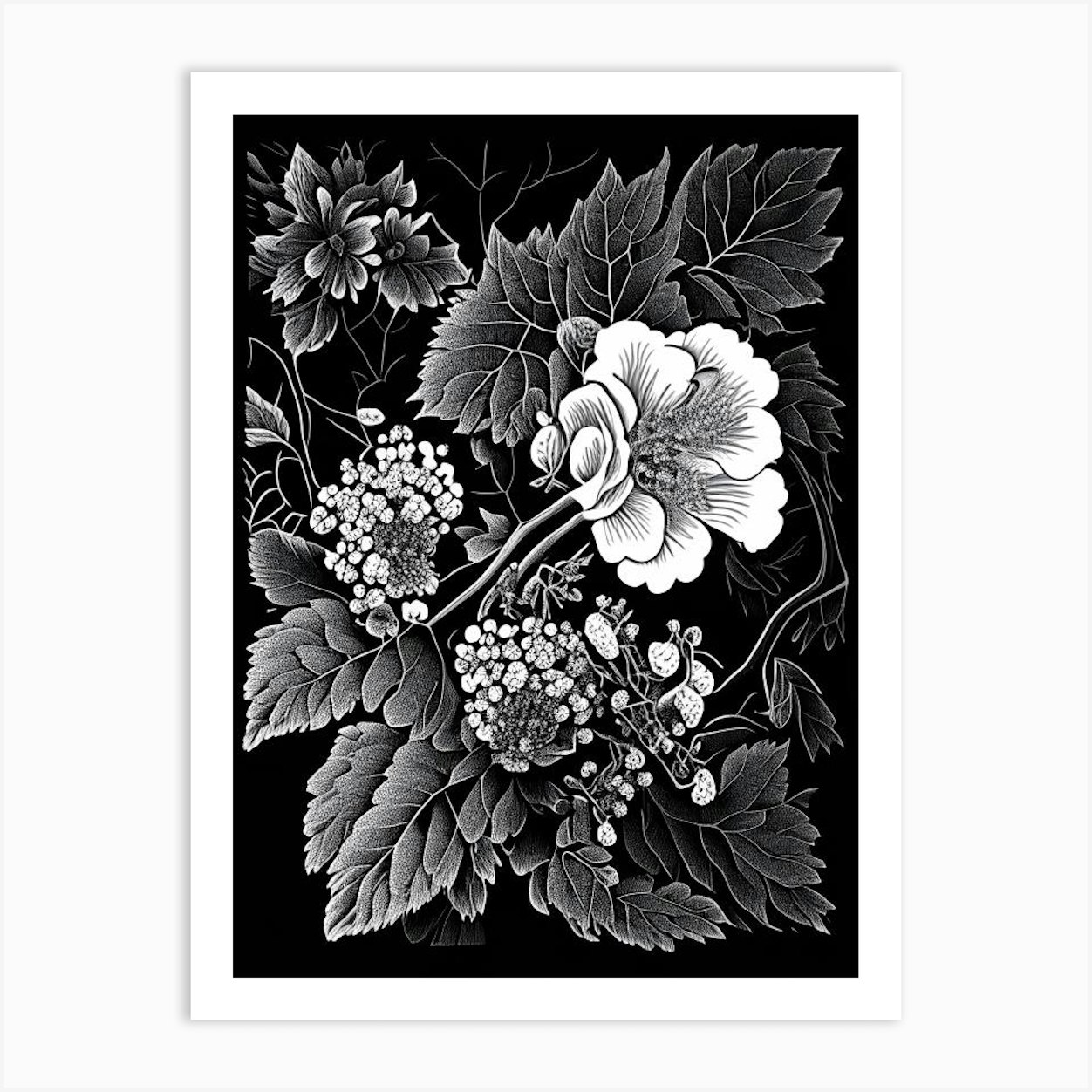 Blackberry Blossom, Wildflower Linocut 1 Art Print by Wildflower Studio