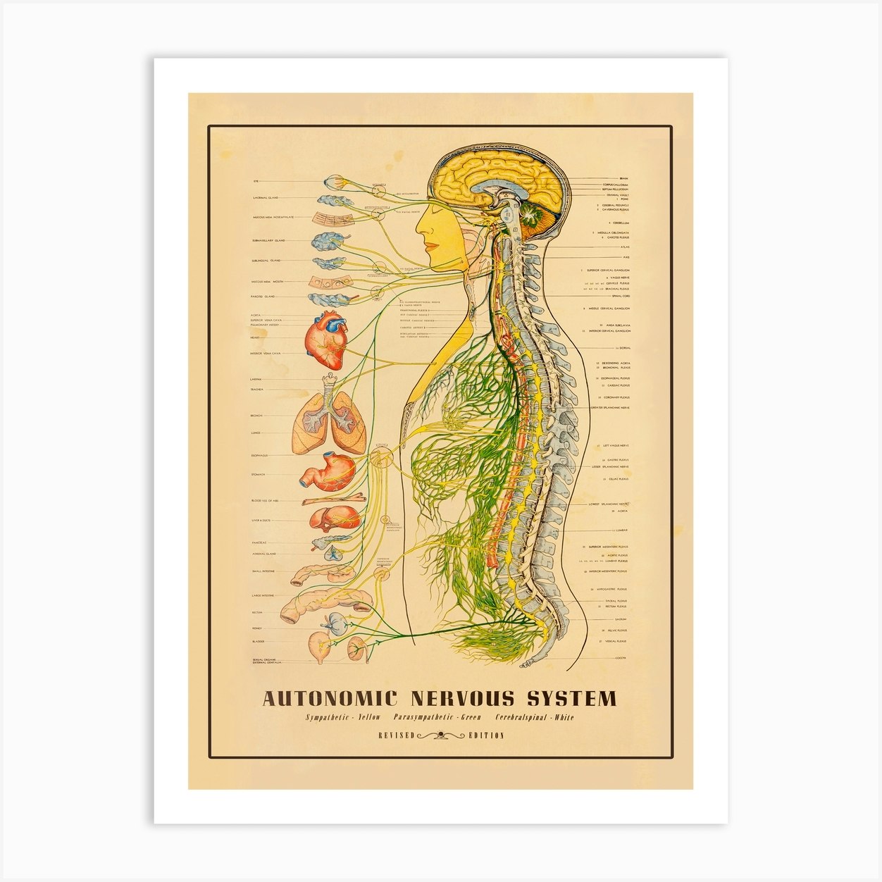 Nervous System Art Print by Hannah Turpin - Fy