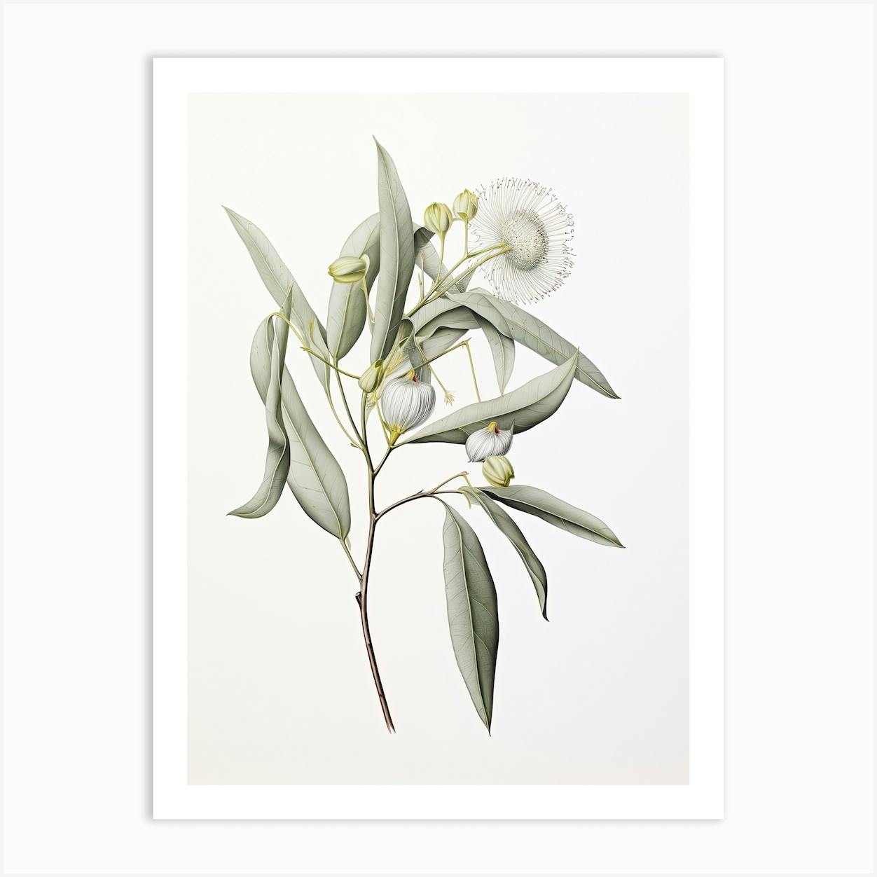 Botanical Illustration Giclée Print - Eucalyptus caesia | A3 on sale | Limited Edition of 50