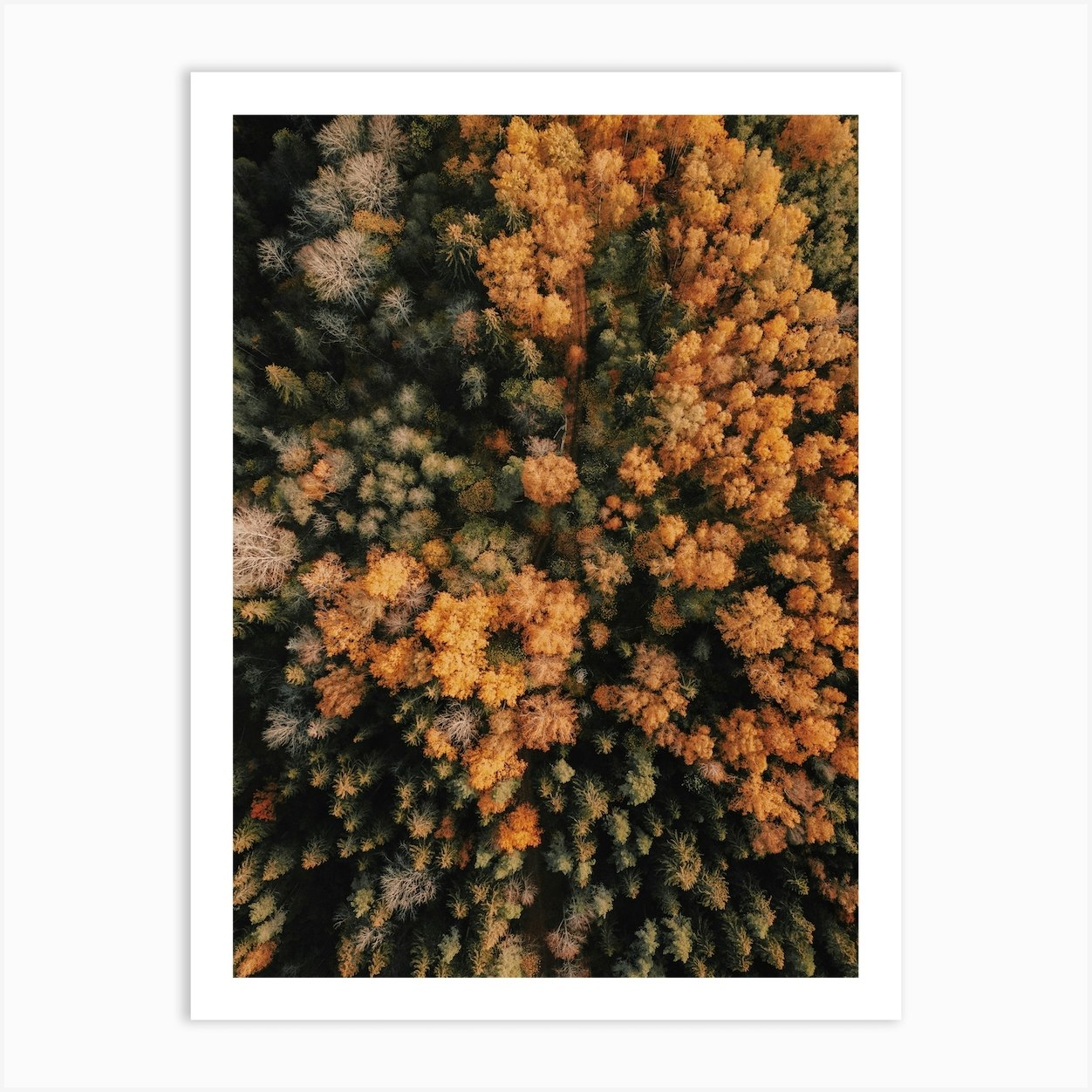 Aerial Autumn Tree Tops Art Print by Inkish Prints Fy