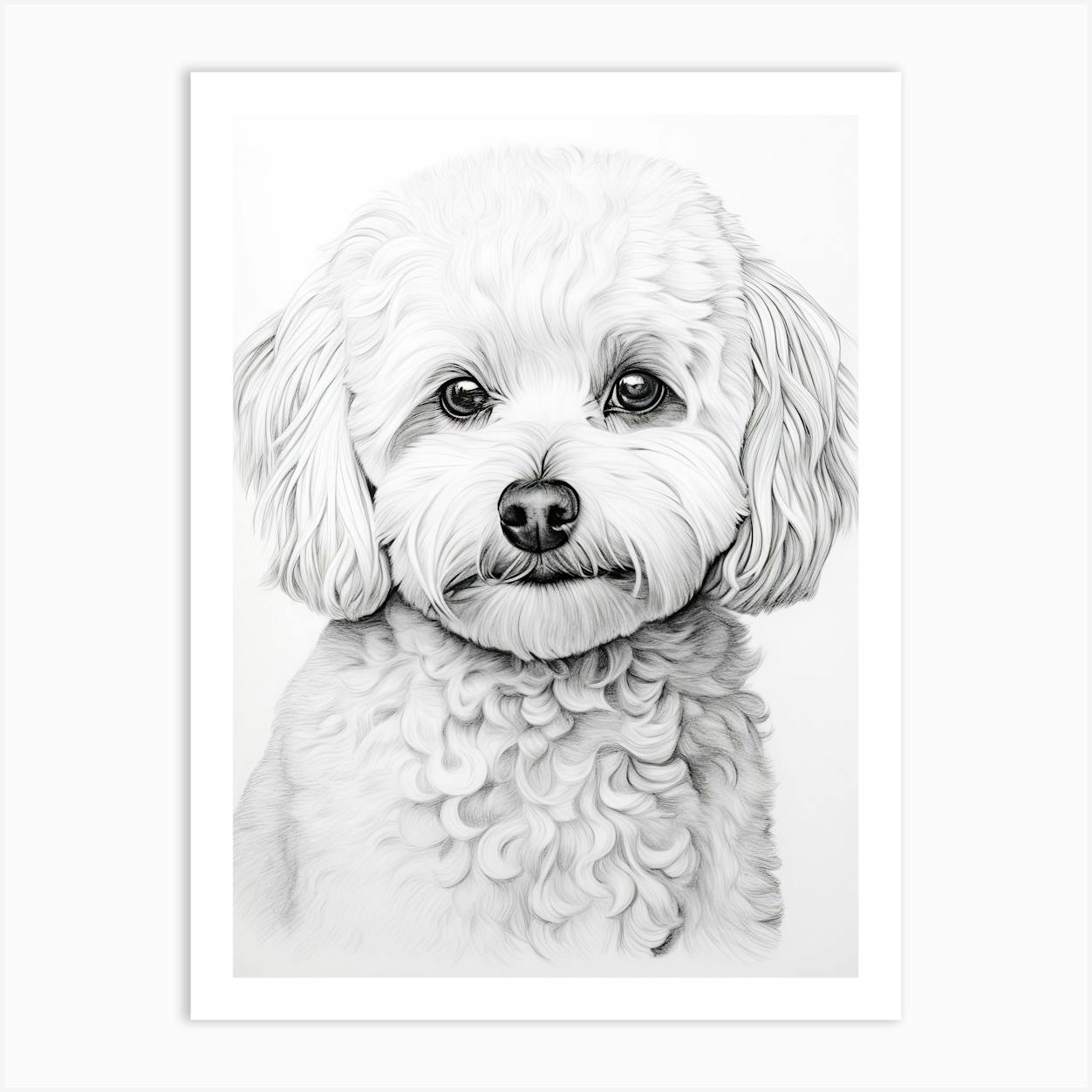 Bichon drawing hot sale