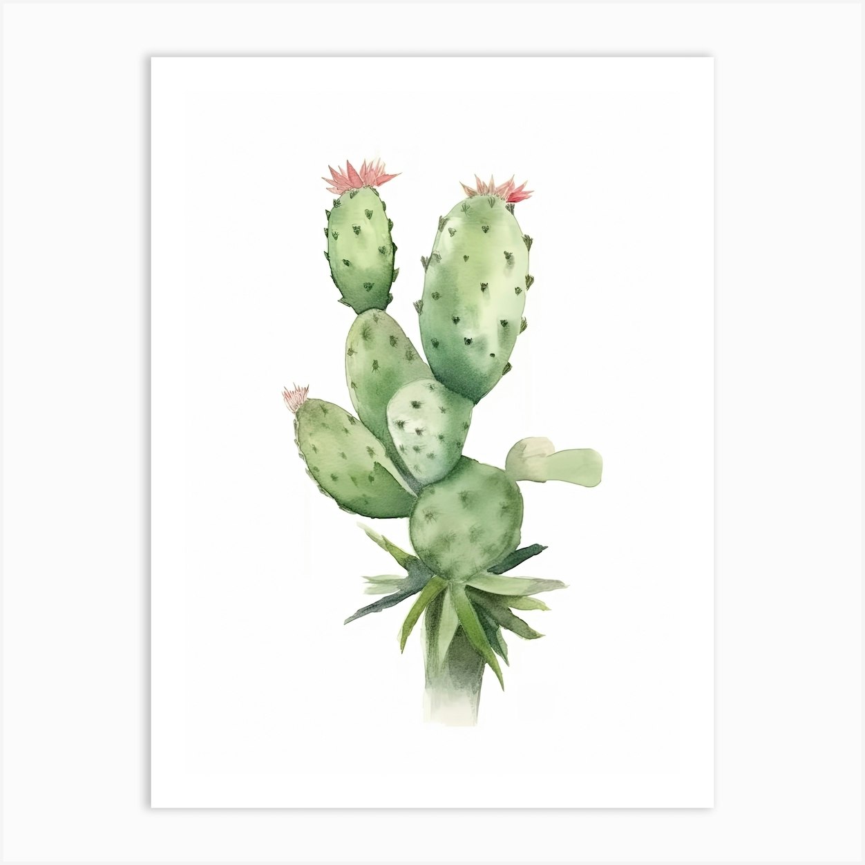 Ladyfinger Cactus Watercolour Drawing 4 Art Print by Prickly Pear Art Fy