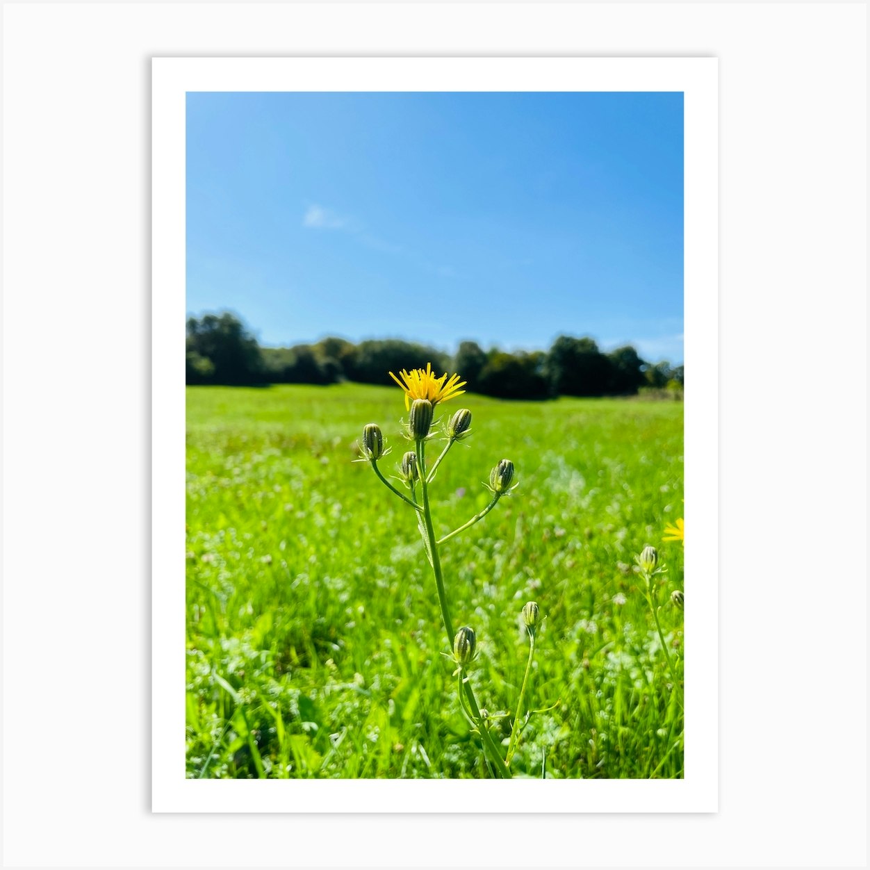Dandelion Art Print by Noctarian Fy