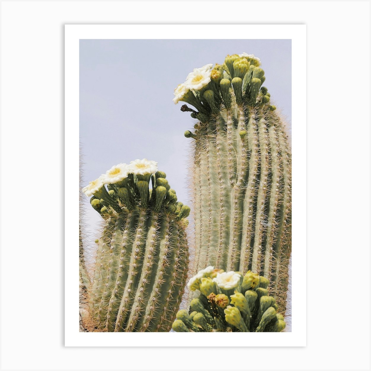 Saguaro Blooms Art Print by Golden Saguaro Fy