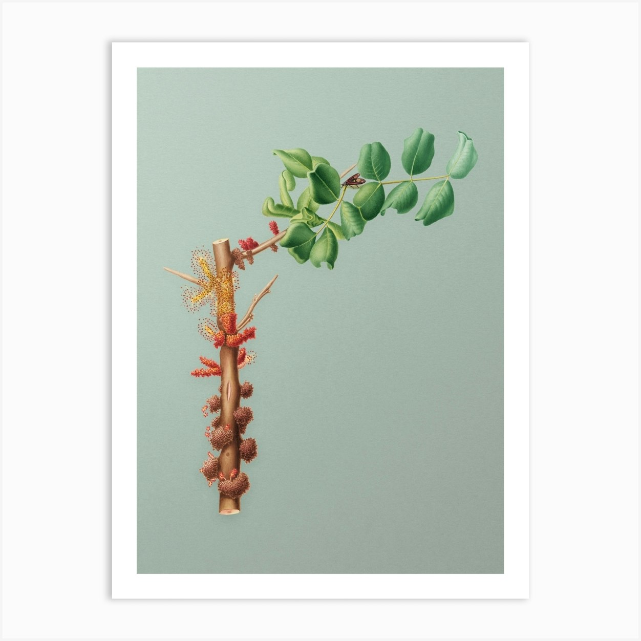 Vintage Carob Flower Botanical Art on Mint Green n.0158 Art Print by ...