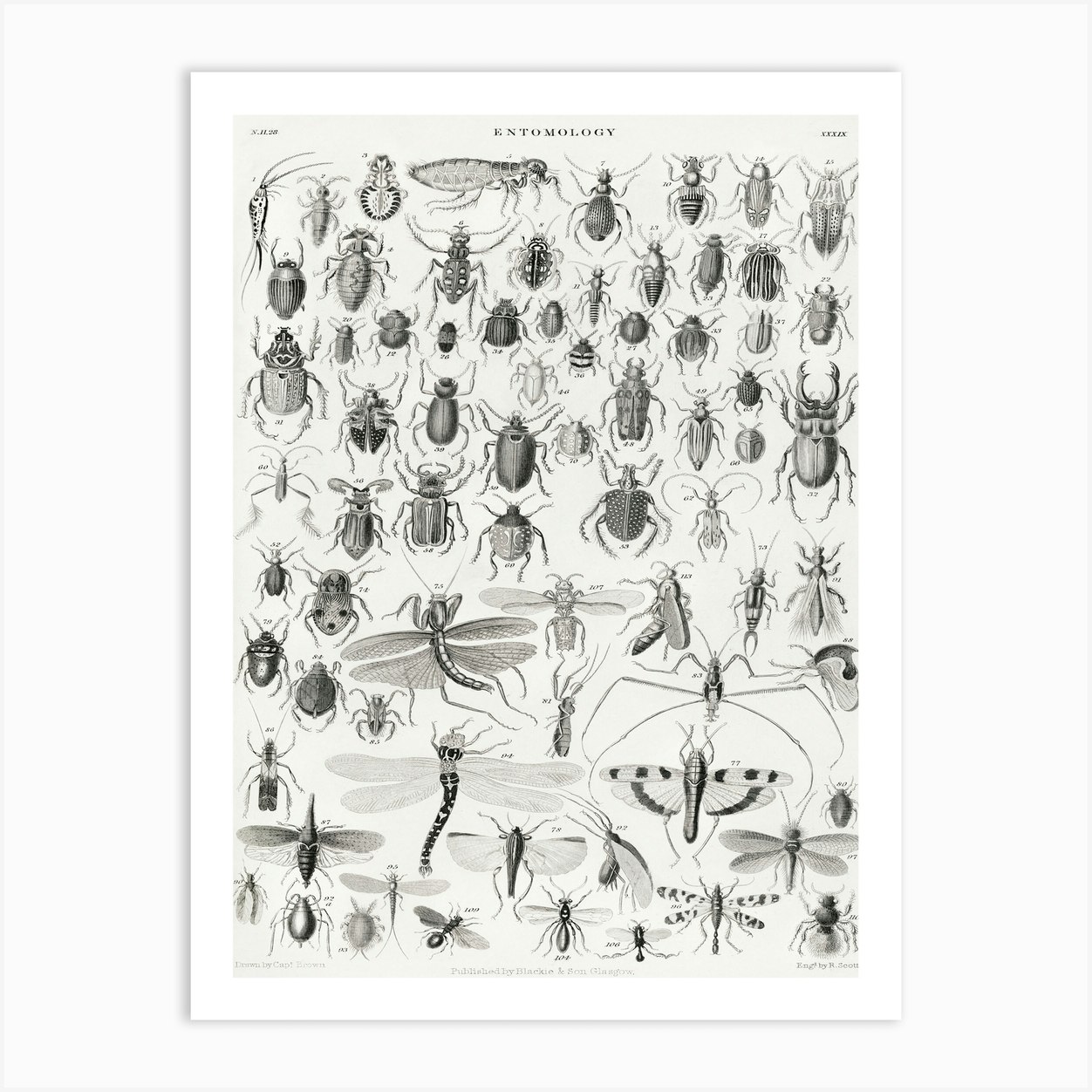 Entomology, Oliver Goldsmith Art Print by Fy! Classic Art Prints and ...