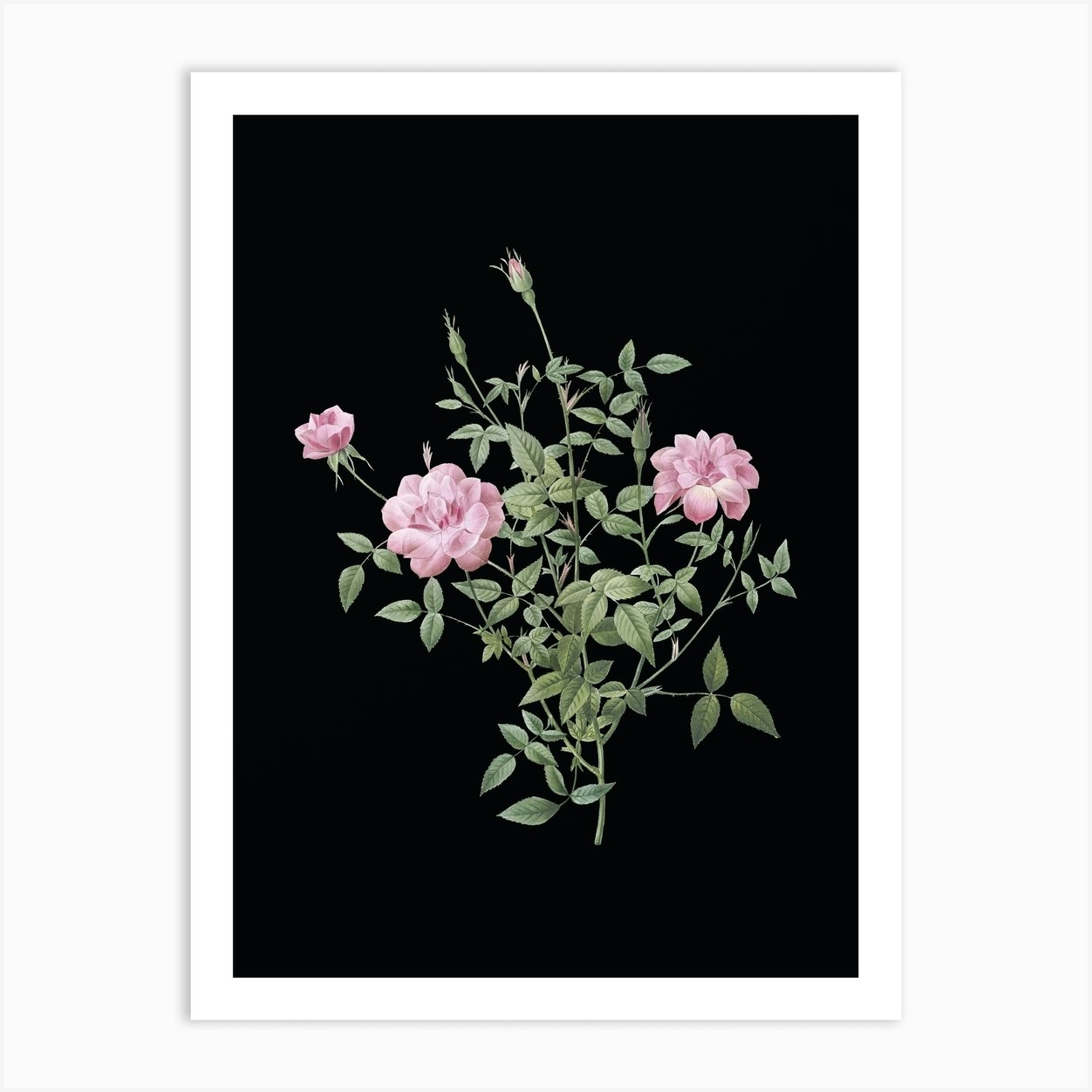 Vintage Dwarf Rosebush Botanical Illustration on Solid Black Art Print ...