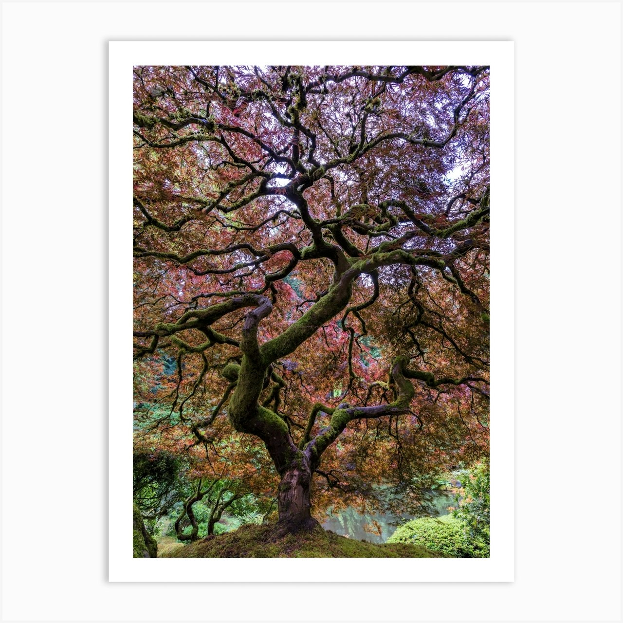 Japanese Maple Tree Art Print By 1x Fy