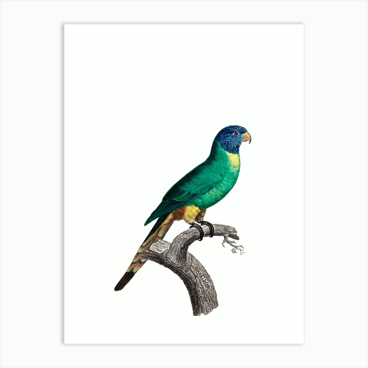 Vintage Blue Crowned Parakeet Bird Illustration On Pure White N0004 Art Print By Holyrockarts Fy 