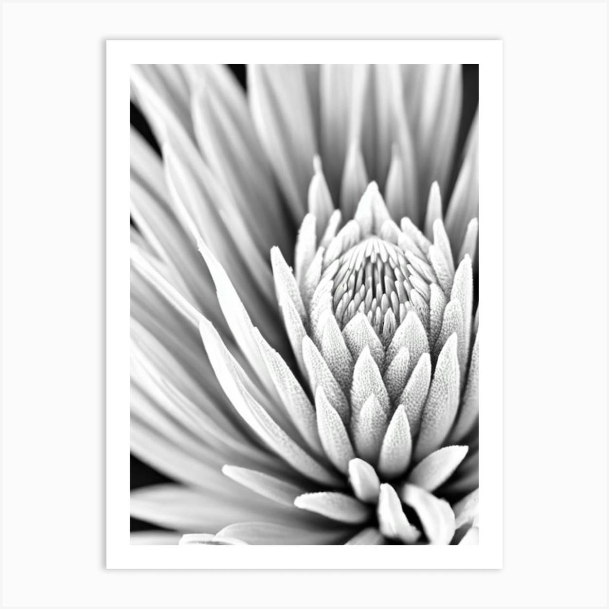 Proteas B&W Pencil 3 Flower Art Print By The Artsy Florist - Fy