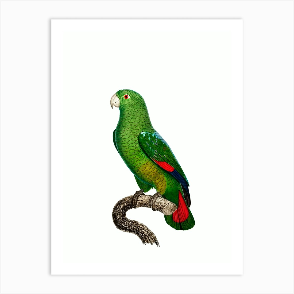 Vintage Black Billed Amazon Parrot Bird Illustration On Pure White N0031 Art Print By 