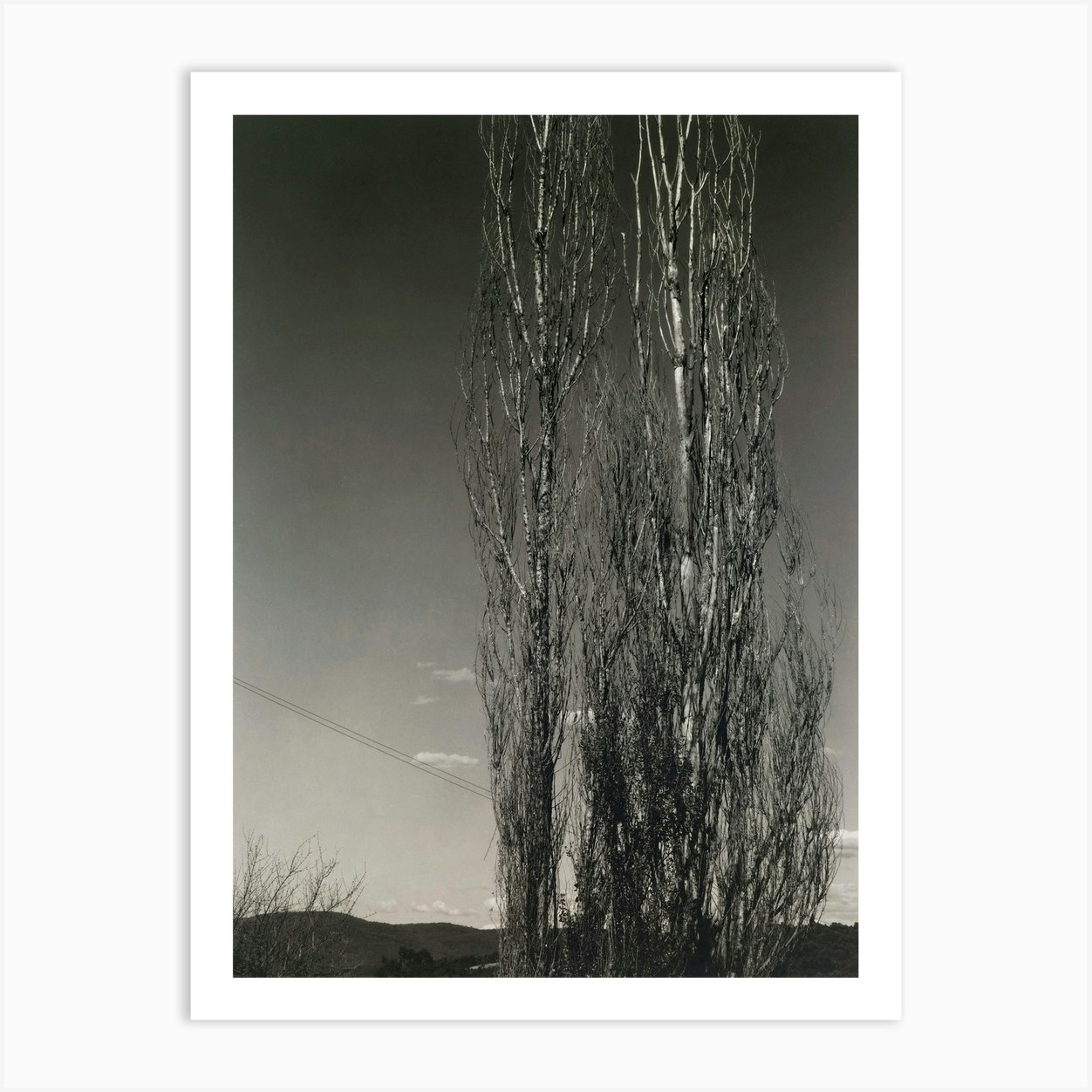 The Two Poplars, Lake George (1934), Alfred Stieglitz Art Print by Fy ...