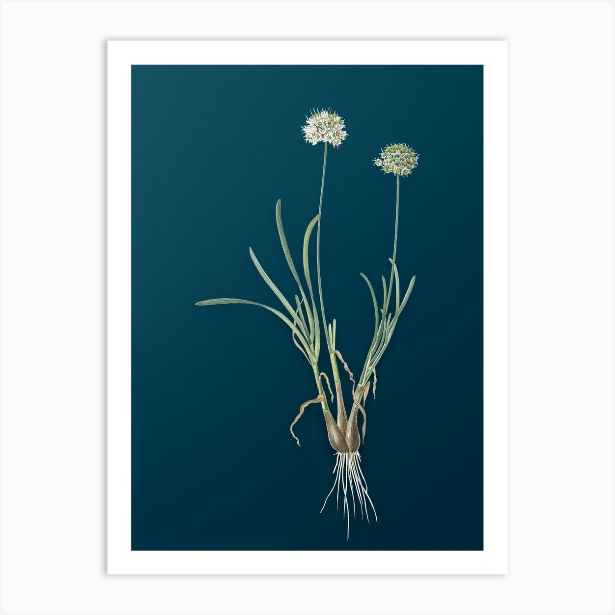 Vintage Allium Carolinianum Botanical Art on Teal Blue n.0947 Art Print ...