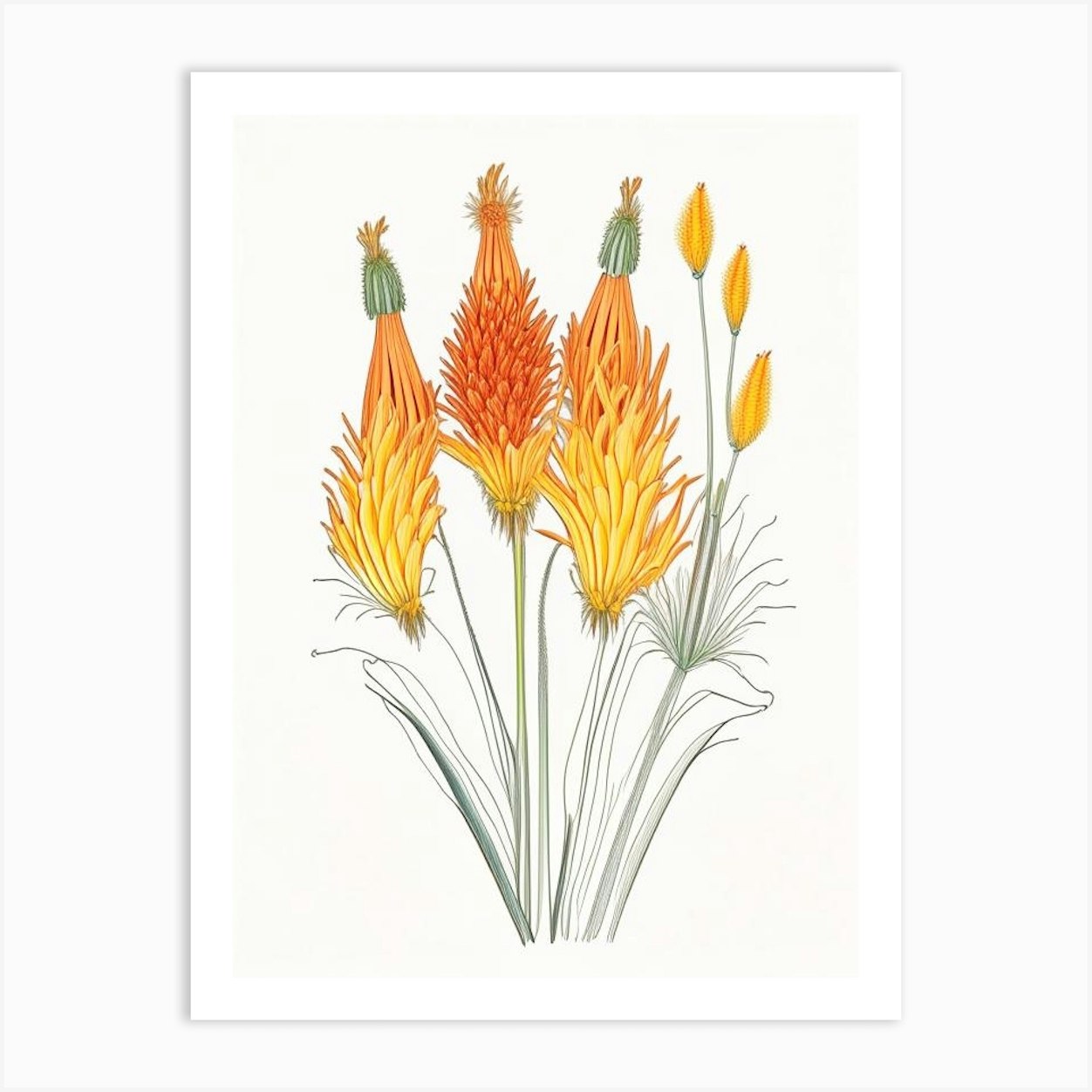 Kniphofia Floral Quentin Blake Inspired Illustration 1 Art Print By The 