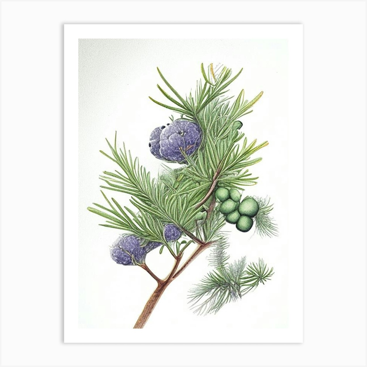 Juniper, Herb Pencil Colour Art Print by Herbaceous Hues Fy