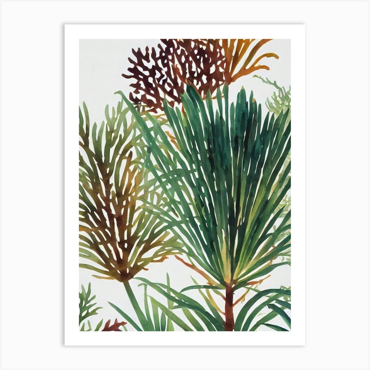 Acropora Latistella Vintage Graphic Watercolour Art Print by Reef ...