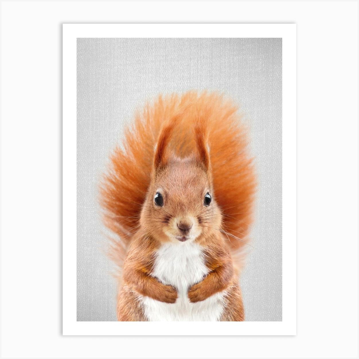 Red Squirrel - Peek-a-Boo - Fine Art 2024 Wildlife Photograph