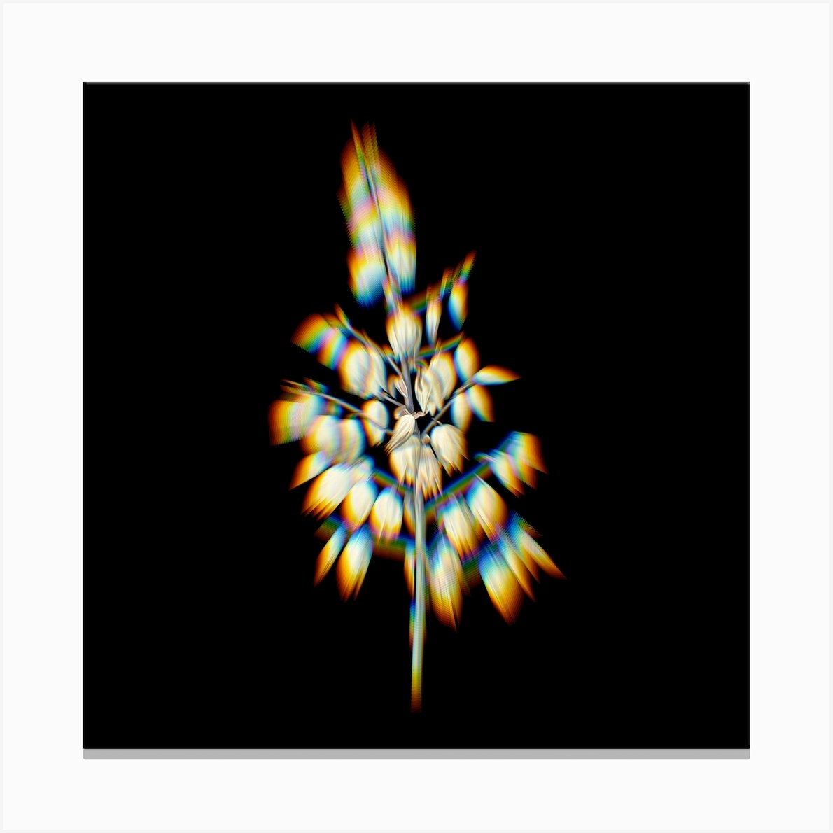 Prism Shift Adam's Needle Botanical Illustration on Black n.0223 Canvas ...