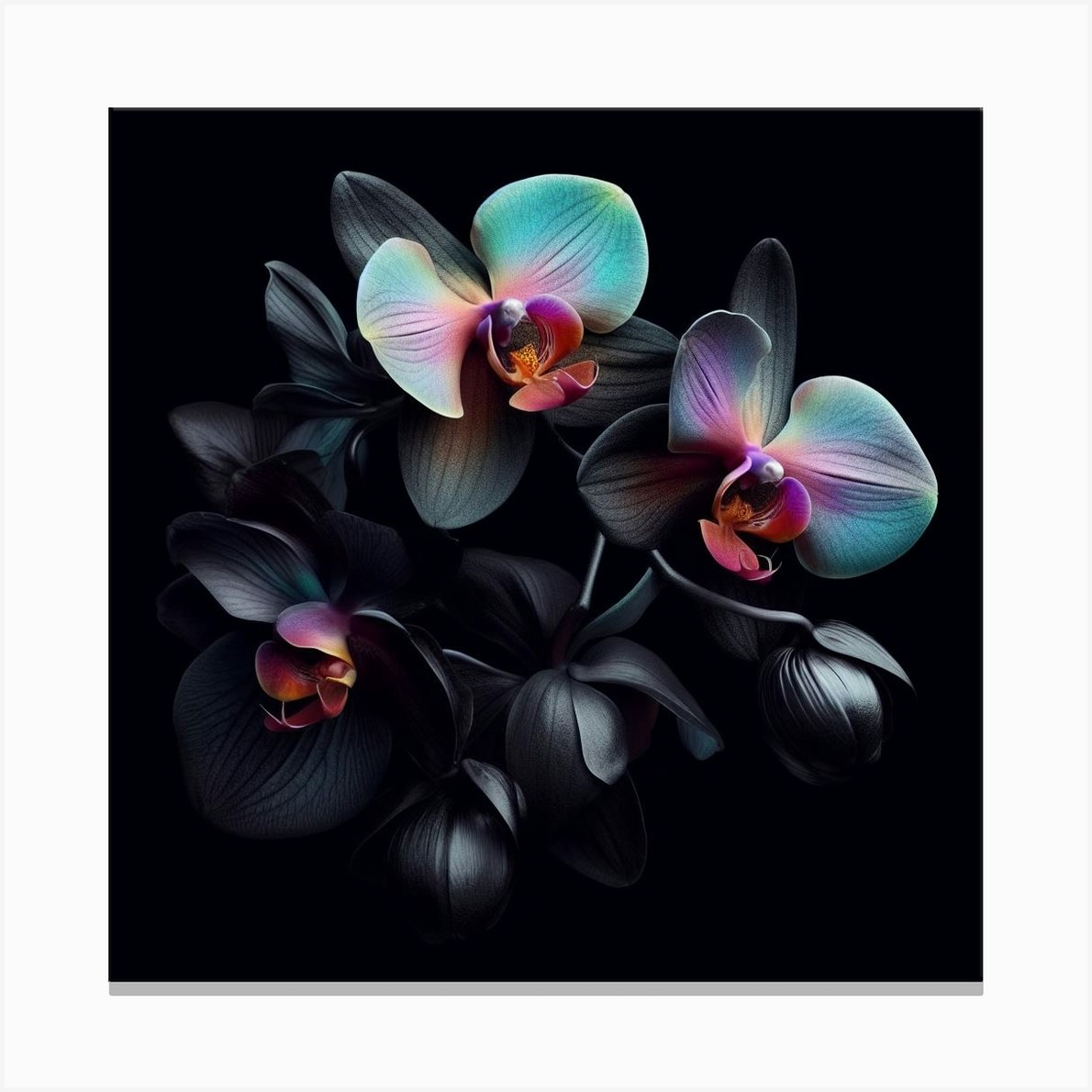 Black Orchids 1 Canvas Print by AscendedLight - Fy