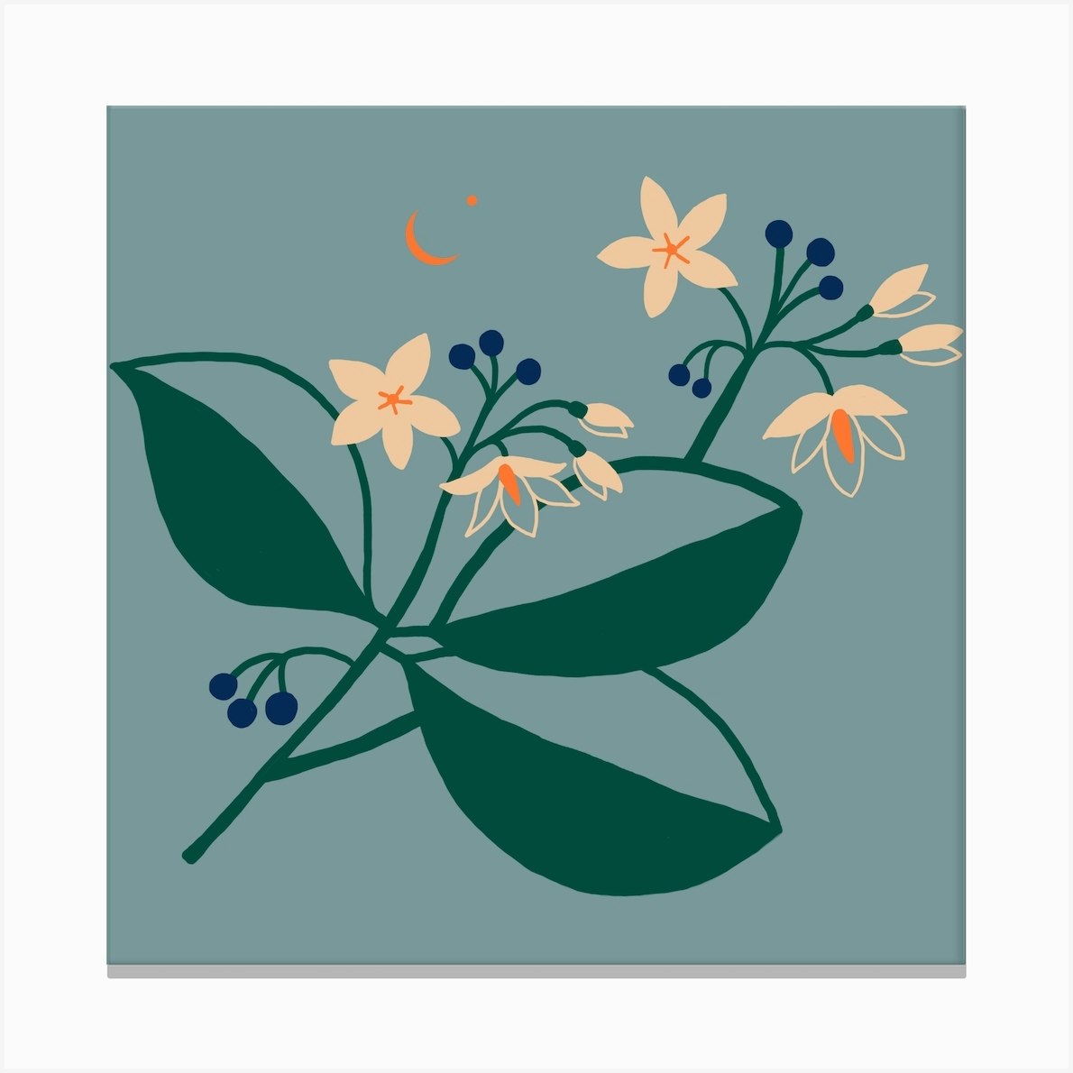 Woody Nightshade Square Canvas Print by Joana Velozo Fy