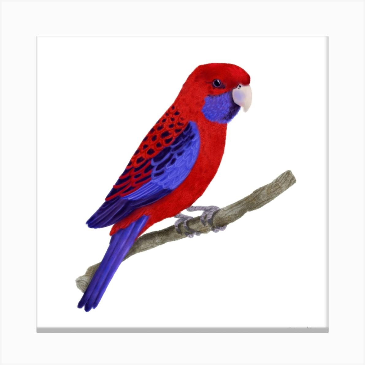 Crimson Rosella Bird Square Art Print by Juliana Motzko - Fy