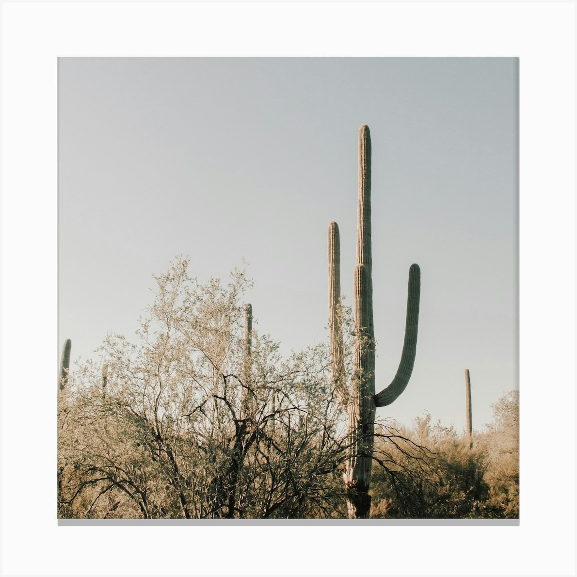 Arizona Desert Square Canvas Print by Boheme At Home - Fy