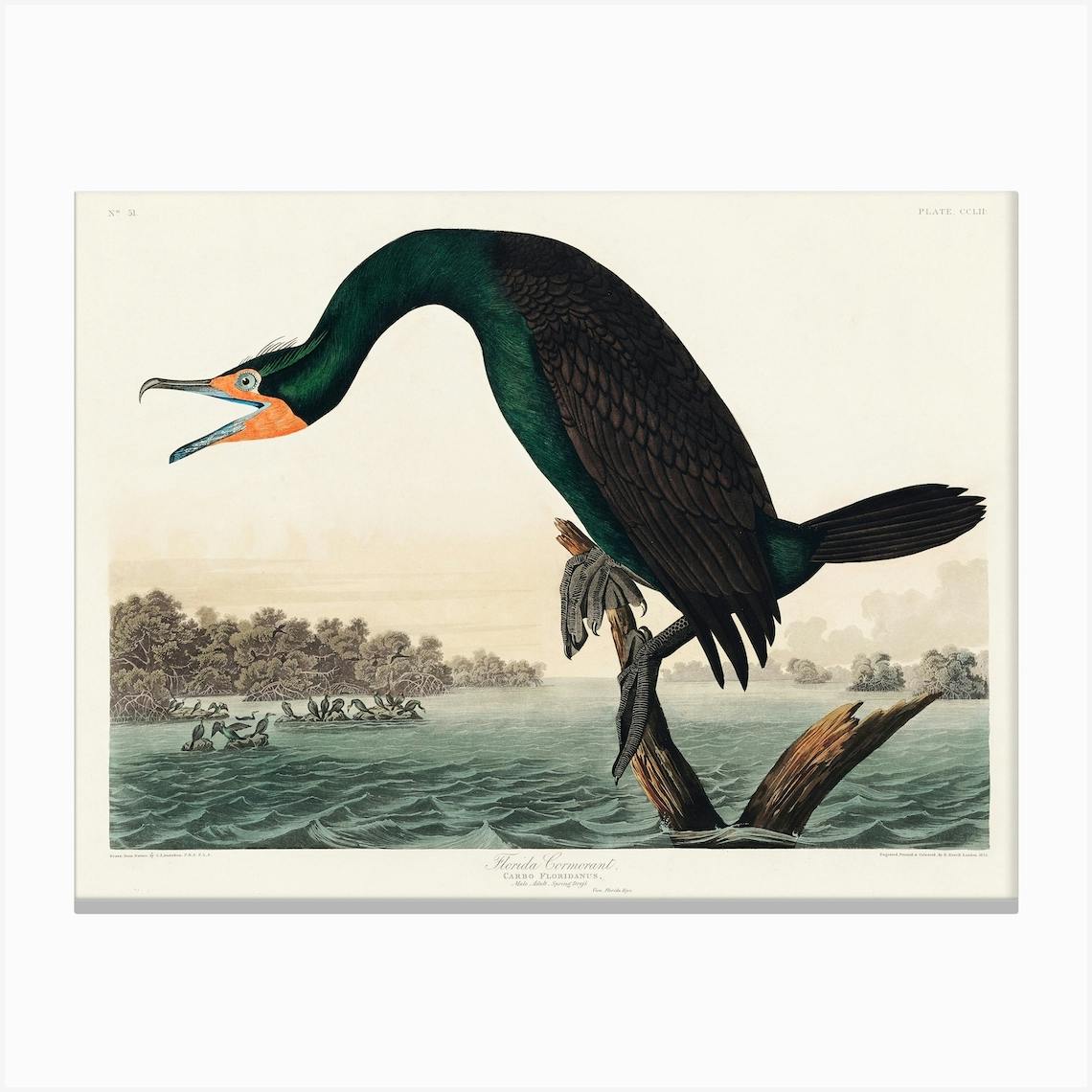 ARTCANVAS Common American Swan by John James Audubon Canvas hot Art Print