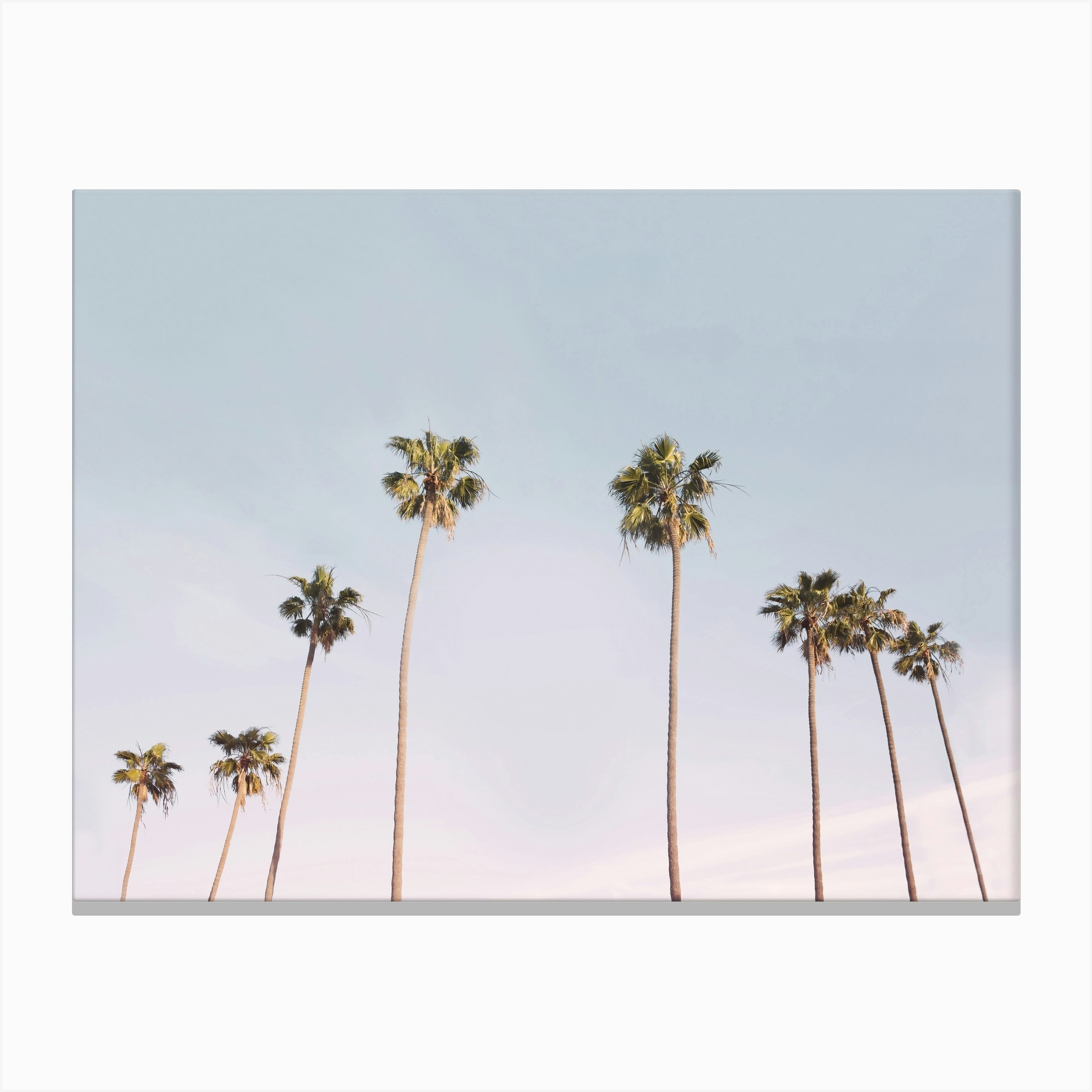 Palm Trees Canvas Print by Sisi and Seb Fy
