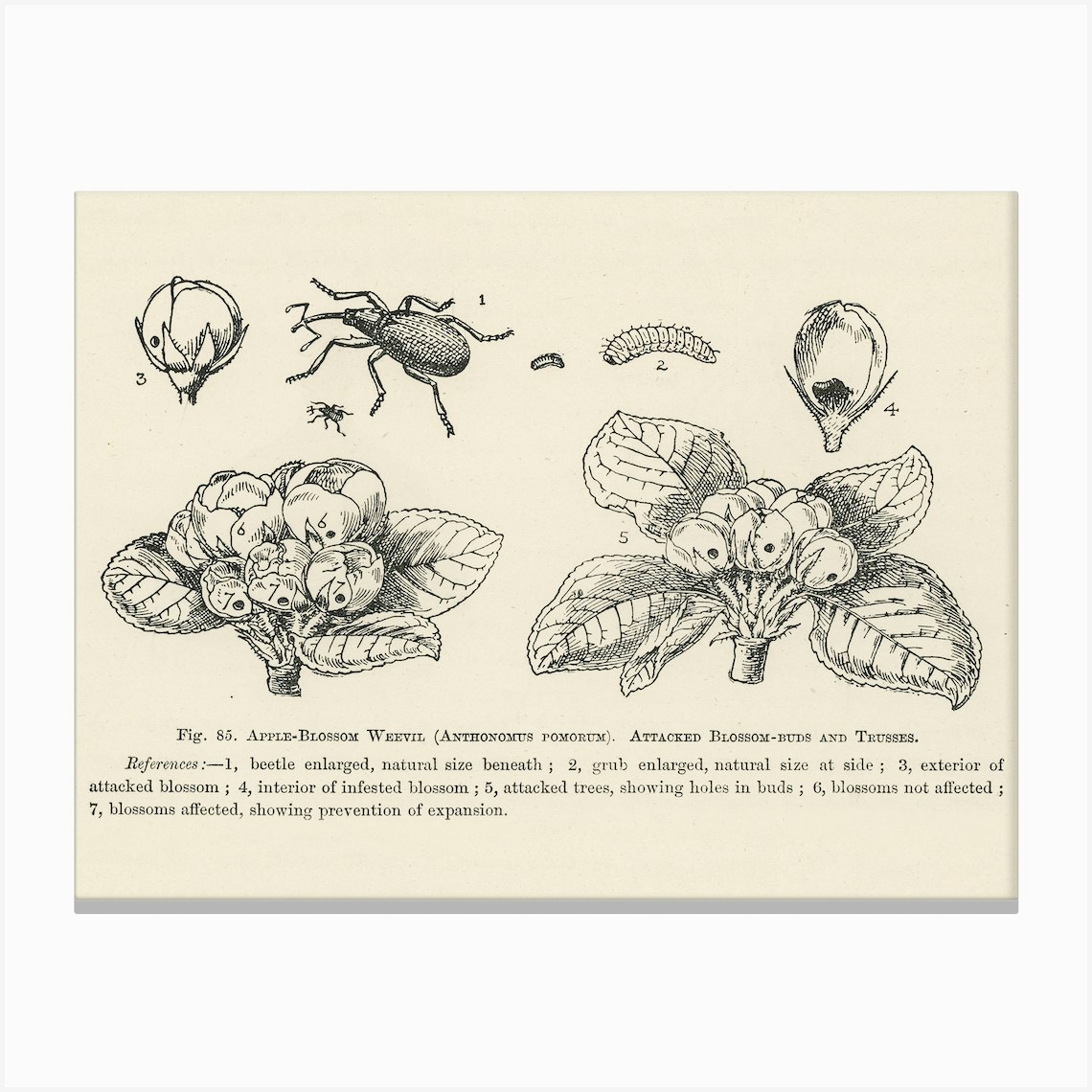 Vintage Illustration Of Anthonomus Pomorum, Apple Blossom Weevil ...