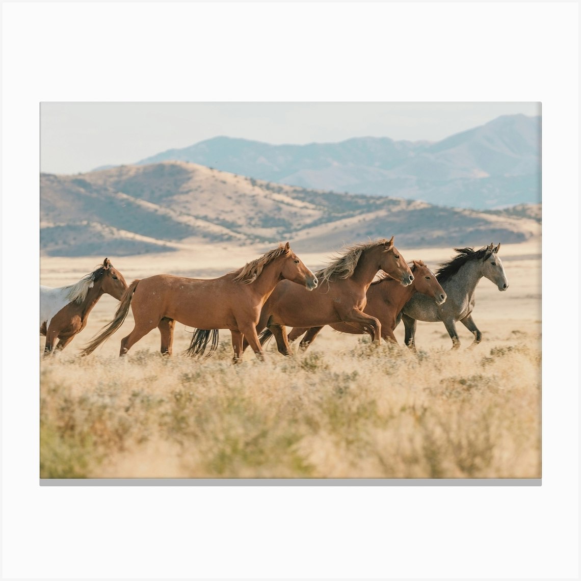 Wild Horses Running Canvas Print by Golden Saguaro - Fy