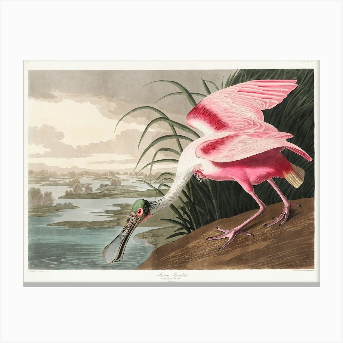 Roseate Spoonbill, Platalea Leucorodia, From 'The Birds Of America ...