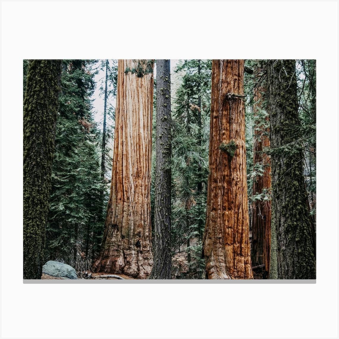 Redwood Tree canvas, California Redwoods, Redwood fashion Forest, Trees Canvas Print, Large Wall Decor, Trees Canvas, Forest Canvas, Trees Nature