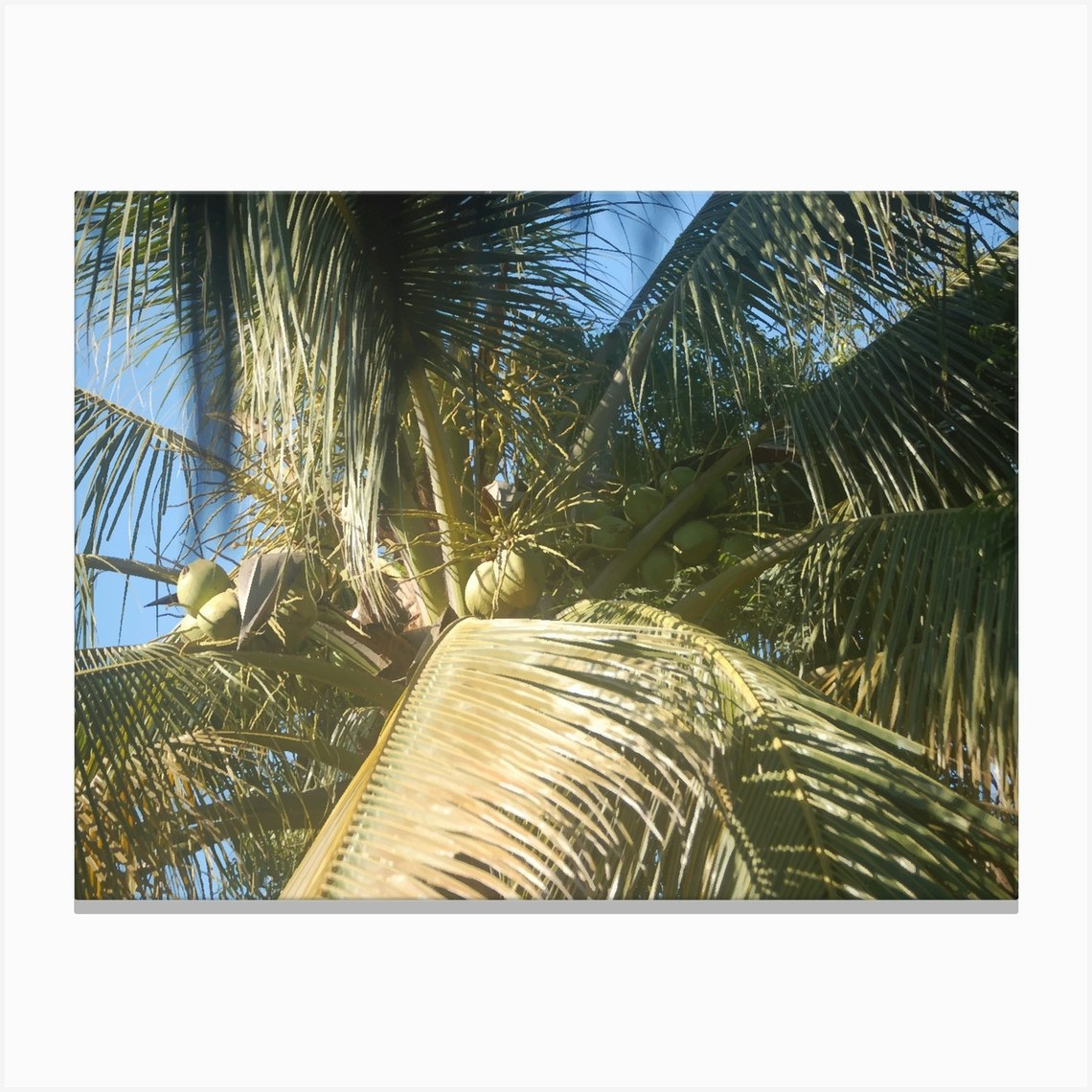 Coconut Tree Canvas Print by Kt10Designs - Fy