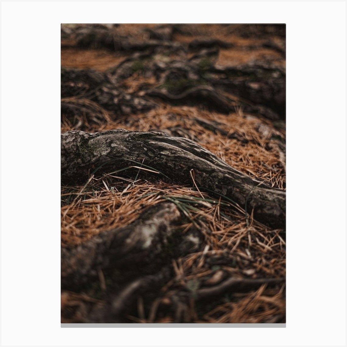 Forest Tree Roots Canvas Print by Western Range Fy