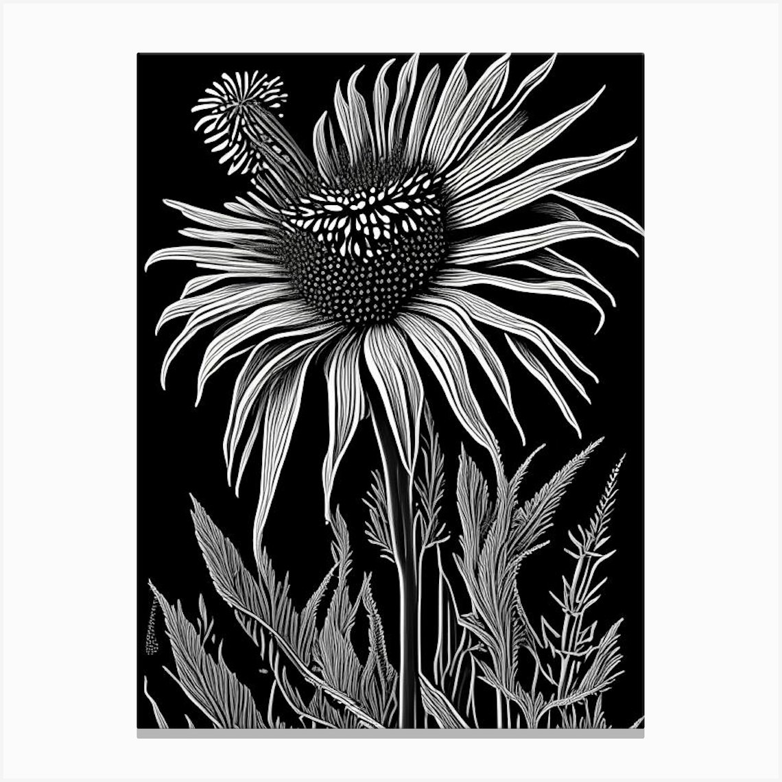 Purple Coneflower, Wildflower Linocut 2 Canvas Print by Wildflower ...