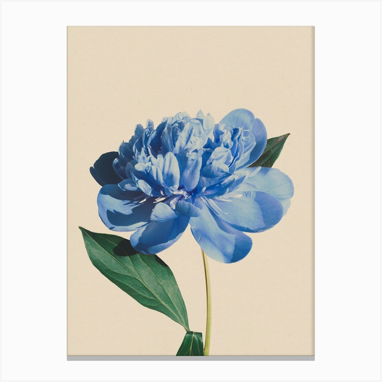 Botanic Antique Blue Art Print by The Printable Studio - Fy