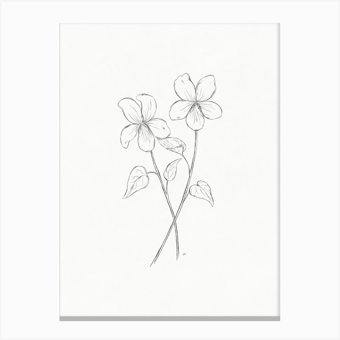 Violet Sketch Canvas Print by Ink Wild Designs - Fy