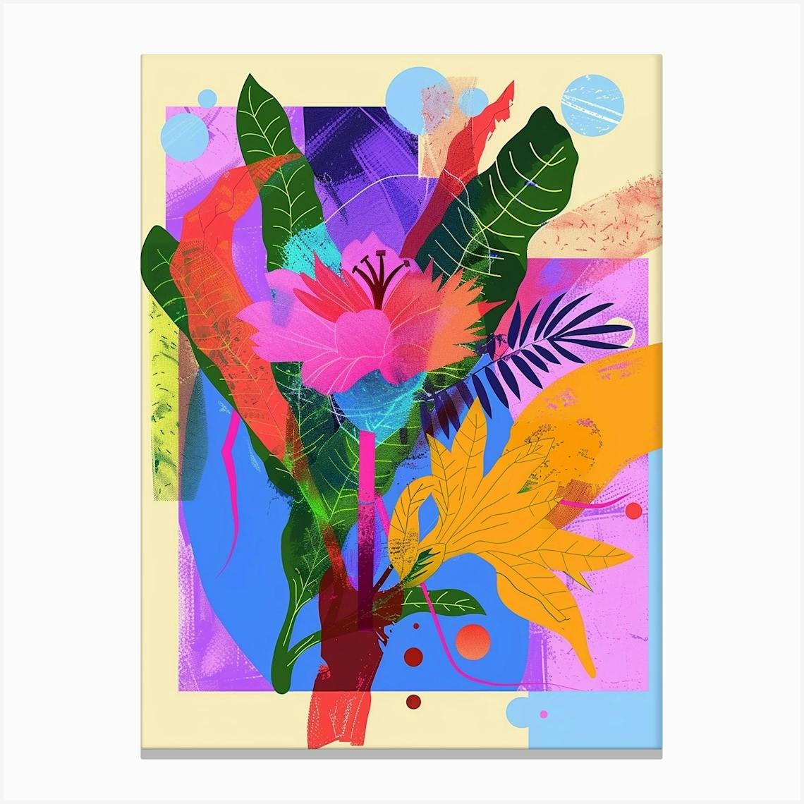 Celosia 2 discount