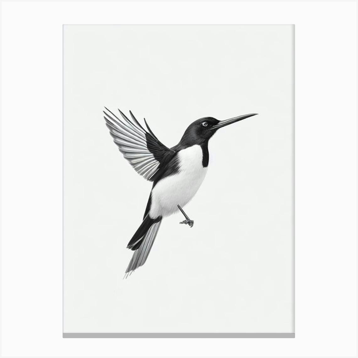 Magpie B&W Pencil Drawing 4 Bird Canvas Print By Featherline - Fy