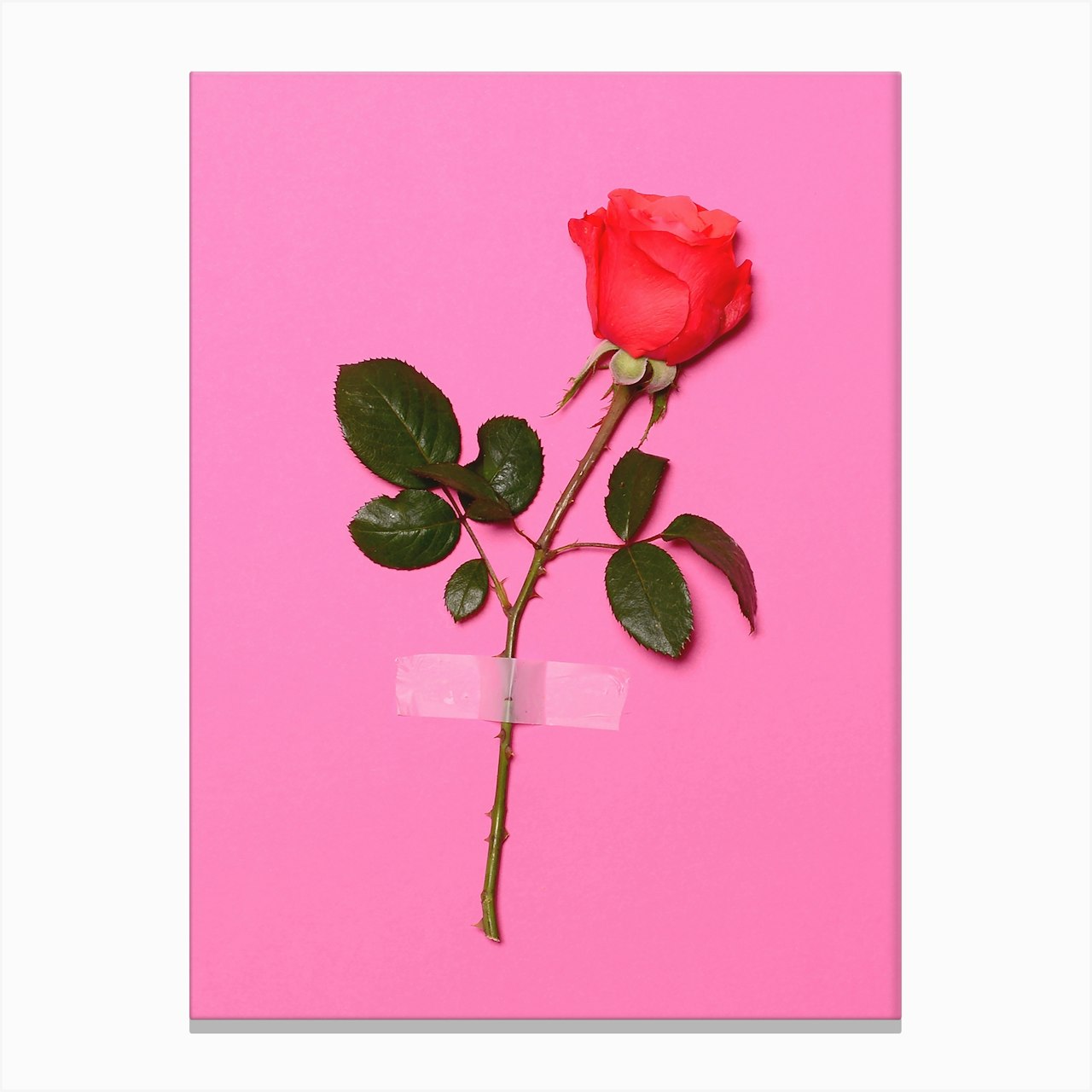 Wall Flower In Print Fast shipping Fy