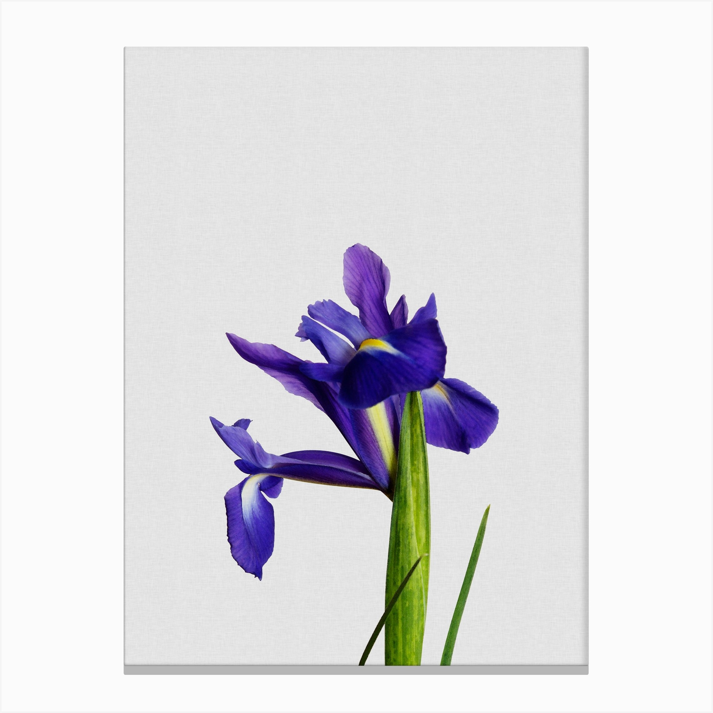 Iris Still Life Canvas Print by Orara Studio - Fy