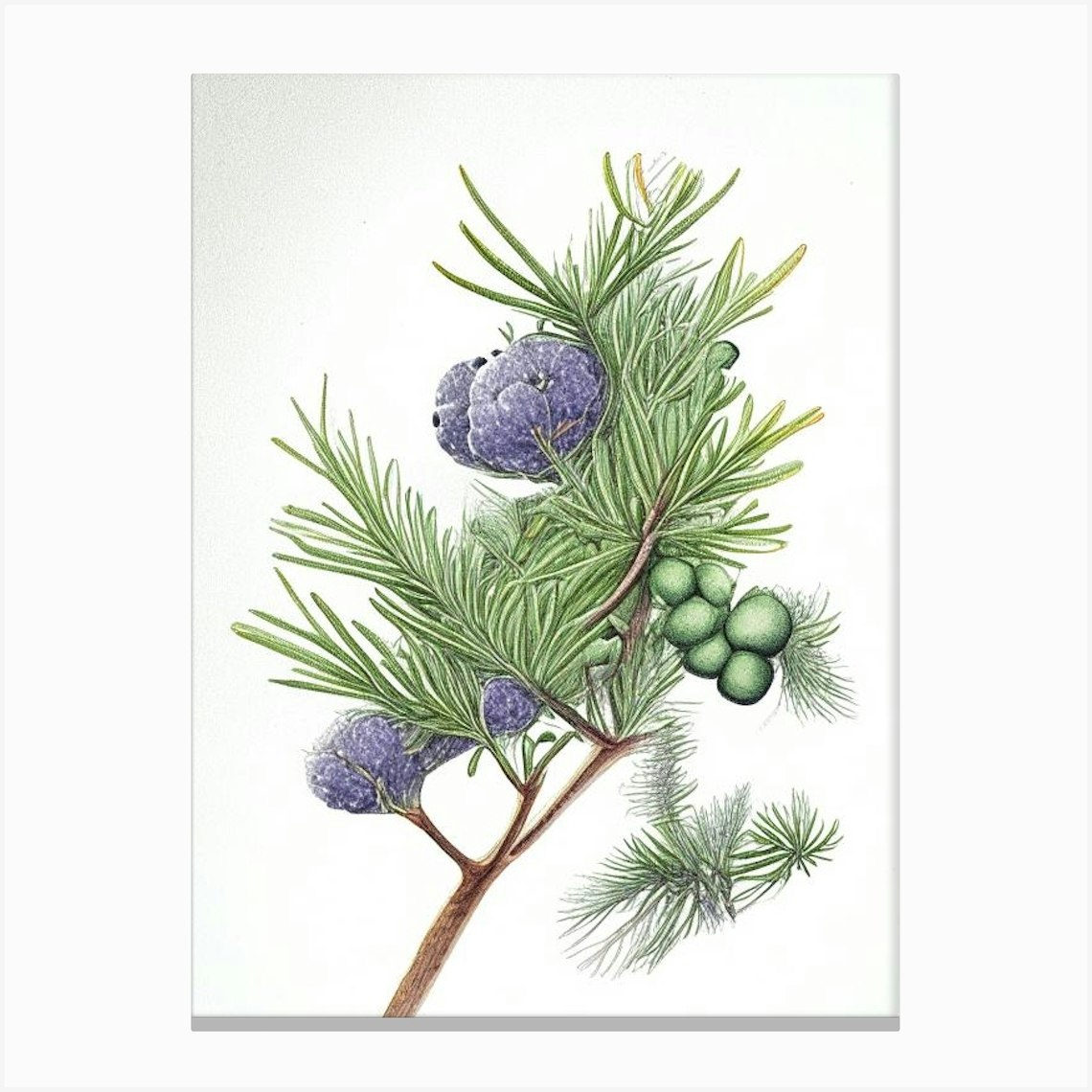 Juniper, Herb Pencil Colour Canvas Print by Herbaceous Hues Fy