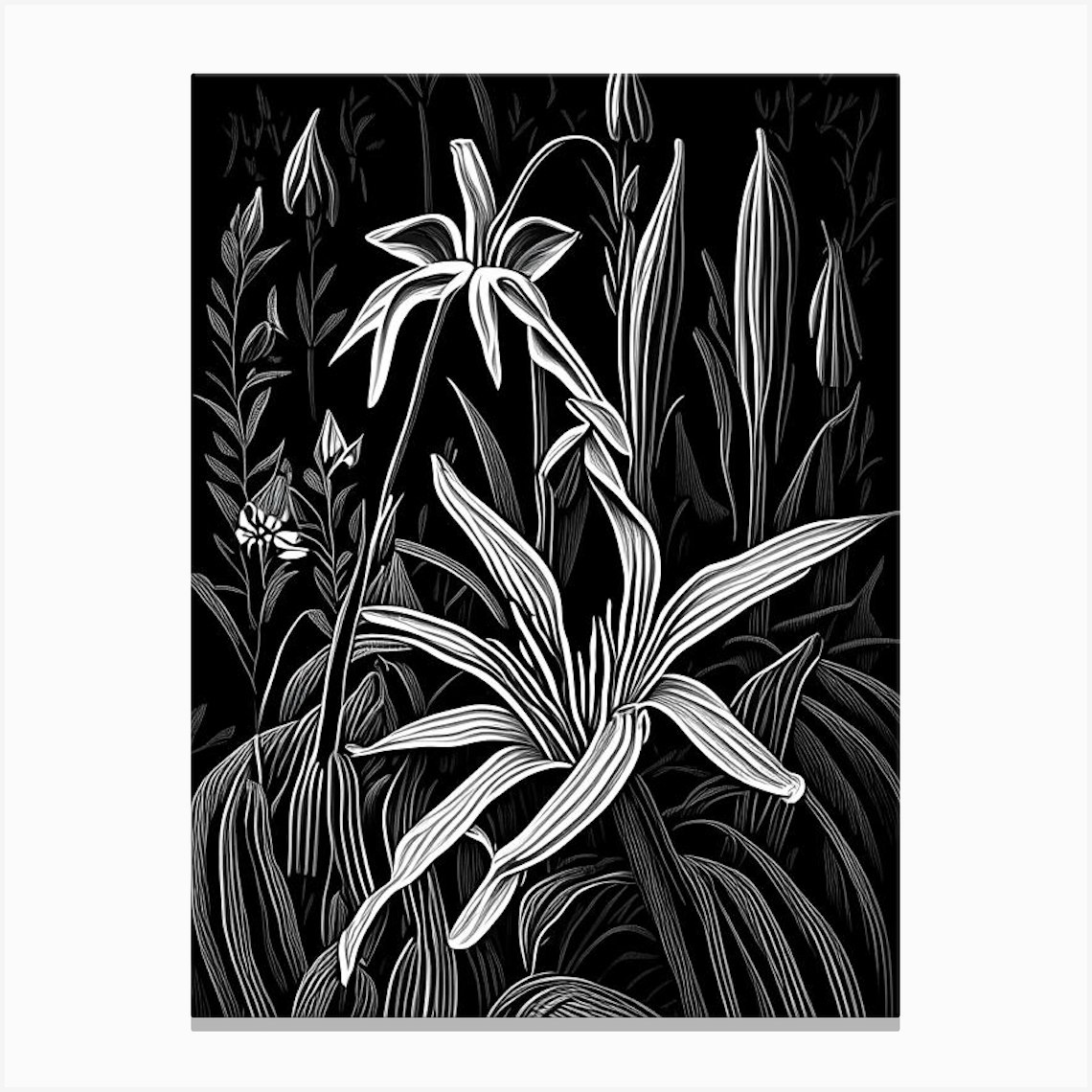 Trout Lily, Wildflower Linocut 2 Canvas Print by Wildflower Studio Fy