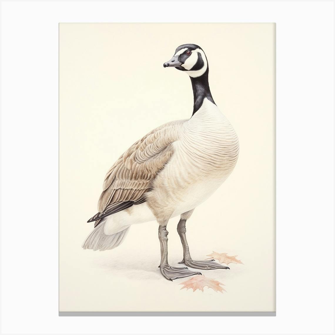 Canada goose discount illustration