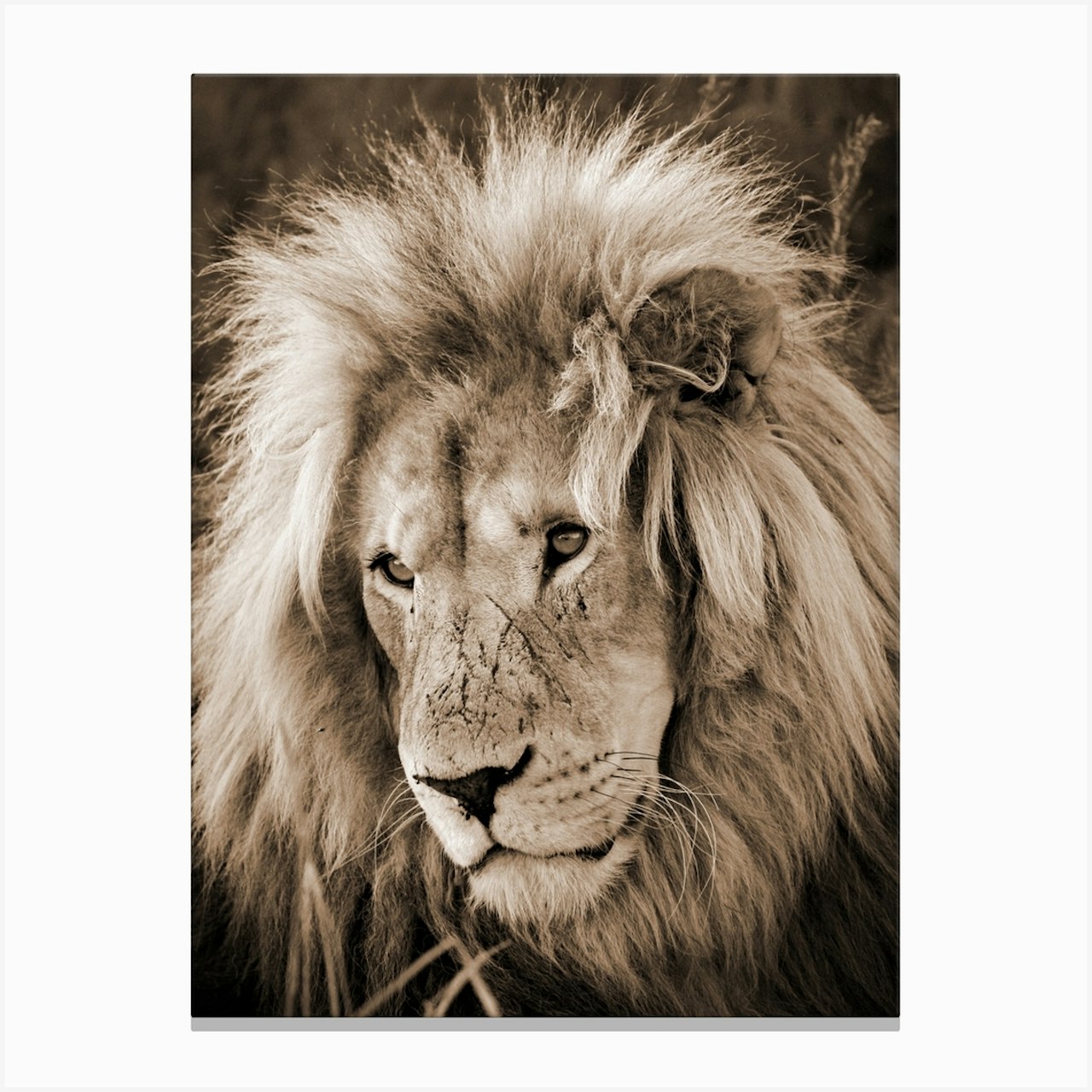 Lion King Sepia Art Print by Thula Photography - Fy