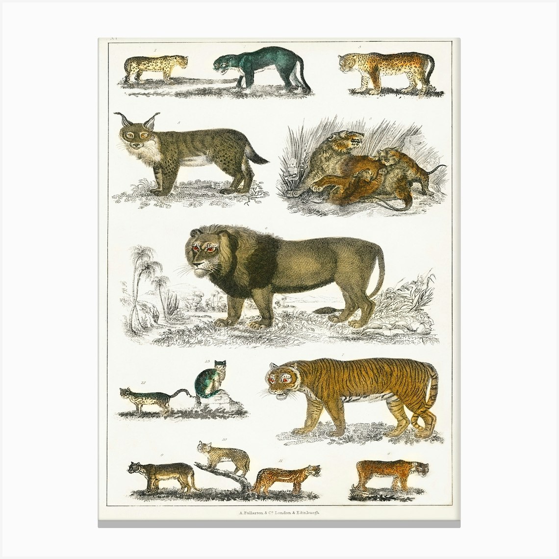 Collection Of Animals In The Feline Family, Oliver Goldsmith Canvas ...