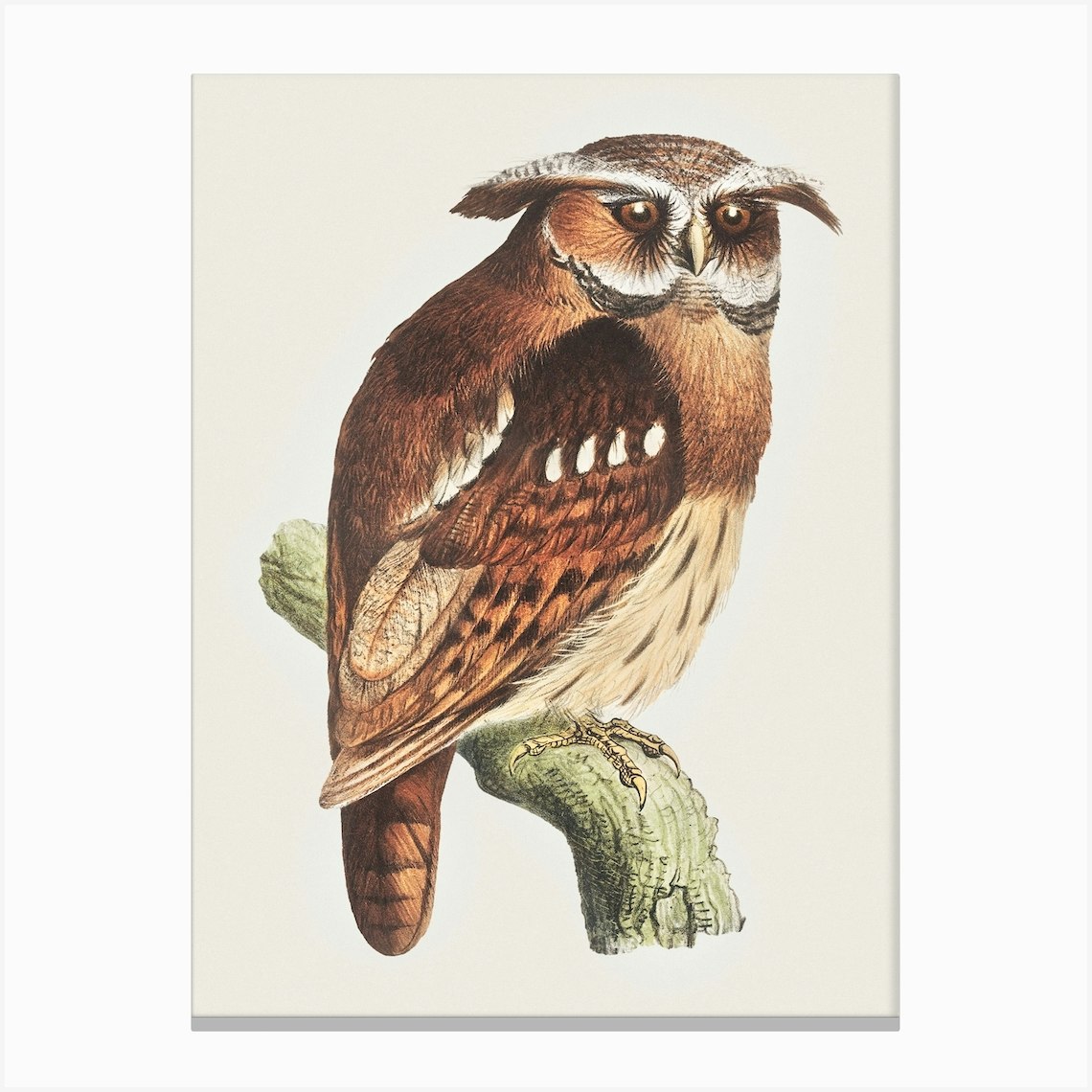 Owl On A Branch (Bubo Lettii), Theo Van Hoytema Canvas Print by Fy ...