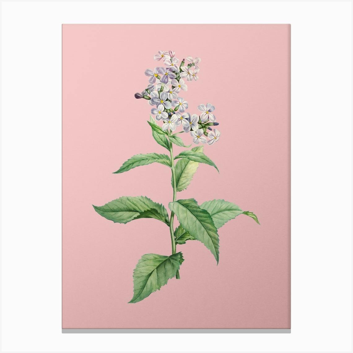 Vintage White Gillyflower Bloom Botanical on Soft Pink n.0394