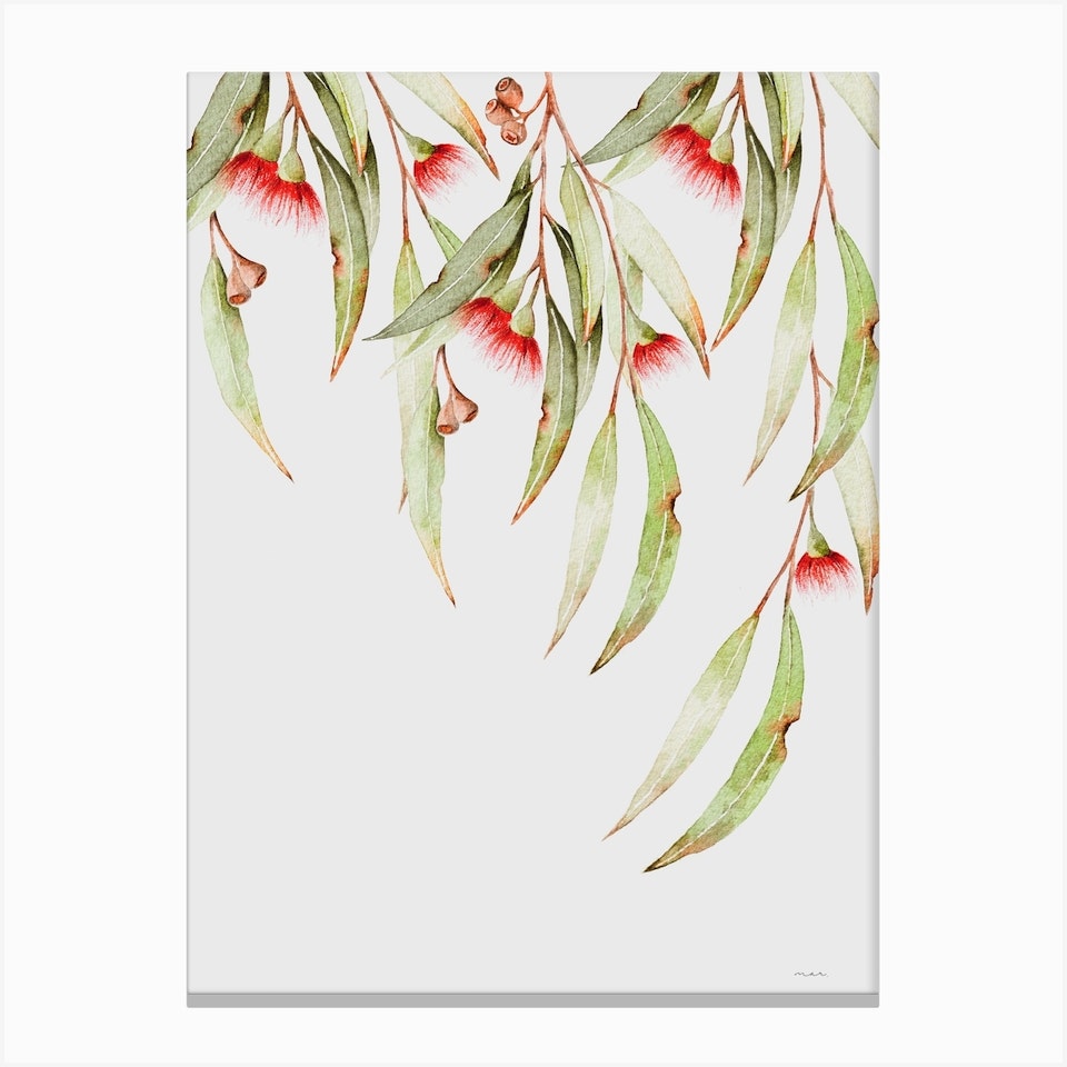 Eucalyptus Canvas Prints | Shop Fy