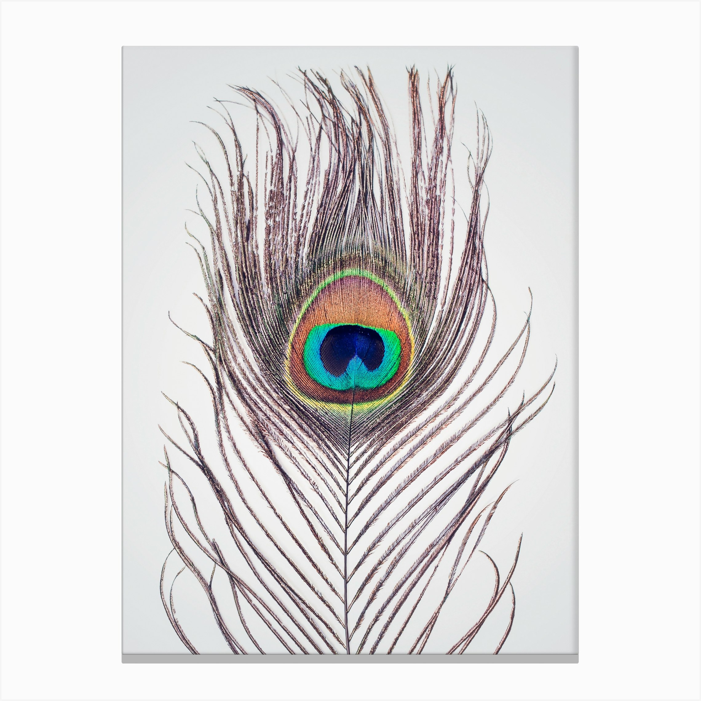 Peacock Feather Canvas Print by Sisi and Seb - Fy